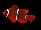 Premnas biaculeatus 4-6 cm