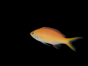 Pseudanthias dispar Female S