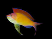 Pseudanthias dispar Male 5-7 cm