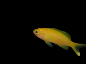 Pseudanthias parvirostris Female M