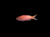 Pseudanthias parvirostris Male M