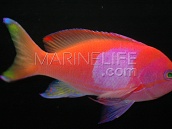 Pseudanthias pleurotaenia M&acirc;le 7-10cm