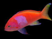 Pseudanthias pleurotaenia M&acirc;le 7-10cm