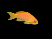 Pseudanthias squamipinnis Femelle 3-5 cm