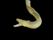 Pseudechidna brummeri 20-30cm