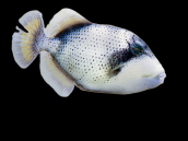 Pseudobalistes flavimarginatus Adult 15-20 cm
