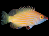 Pseudocheilinops ataenia M