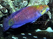 Pseudocheilinus ocellatus M
