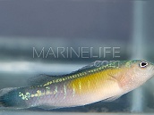 Pseudochromis coccinicauda M&acirc;le M