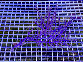 Pseudogorgonia bipinnata 01