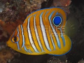 Pygoplites diacanthus Juvenile 3-6 cm