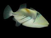 Rhinecanthus aculeatus 4-5 cm