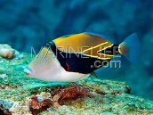 Rhinecanthus rectangulus M
