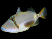 Rhinecanthus verrucosus 8-12 cm