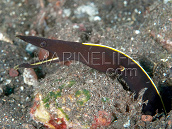 Rhinomuraena quaesita 30-40cm