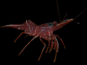 Rhynchocinetes durbanensis 2-3 cm