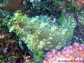 Salarias fasciatus M Jewelled