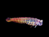 Salarias segmentatus M