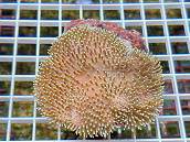 Sarcophyton ehrenbergi 01