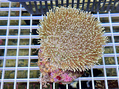 Sarcophyton ehrenbergi 02