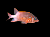 Sargocentron caudimaculatum 10-15 cm