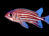 Sargocentron cornutum 10-15 cm