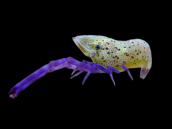 Saron rectirostris 4-5 cm