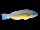 Scarus ghobban Femelle 10-15 cm