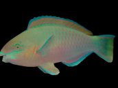 Scarus quoyi M&acirc;le 12-15 cm