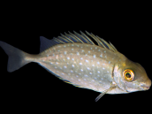 Siganus canaliculatus 8-12 cm