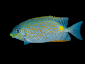 Siganus guttatus 5-8 cm