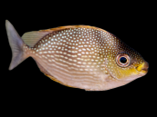 Siganus javus 5-8 cm