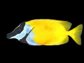 Siganus vulpinus 10-15 cm