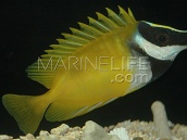 Siganus vulpinus 5-7cm