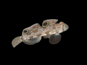 Signigobius biocellatus 4-5cm