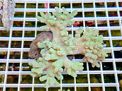 Sinularia asterobata green