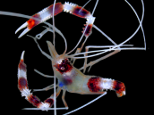 Stenopus hispidus 4-6 cm