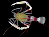 Stenopus zanzibaricus 4-5 cm