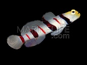 Stonogobiops dracula 3-5cm