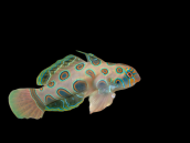 Synchiropus picturatus 2-3 cm