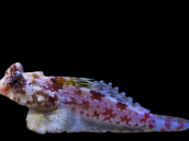 Synchiropus stellatus M