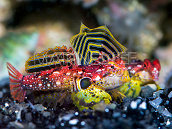 Synchiropus sycorax 3-5cm