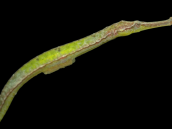 Syngnathoides biaculeatus 15-20 cm