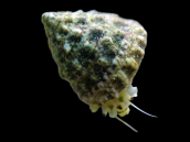 Tectus fenestratus 1-2 cm