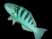 Thalassoma hardwicke 10-15 cm