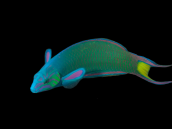 Thalassoma lunare 8-12 cm