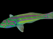 Thalassoma quinquevittatum 5-8cm