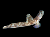 Tomiyamichthys oni