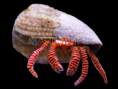 Trizopagurus strigatus (Cebu)