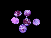 Trochus histrio 2-3cm